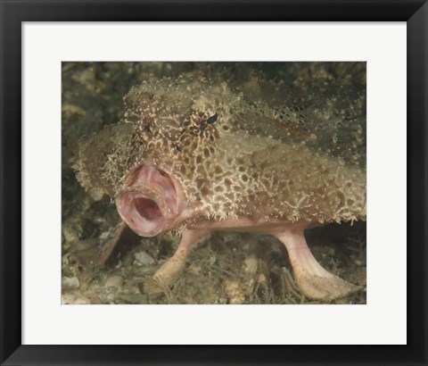 Framed Batfish close-up, West Palm Beach, Florida Print