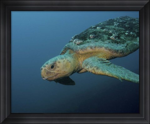 Framed Loggerhead Sea Turtle off the coast of North Carolina Print