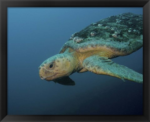 Framed Loggerhead Sea Turtle off the coast of North Carolina Print