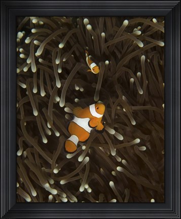 Framed Pair of Anemonefish, Manado, Indonesia Print