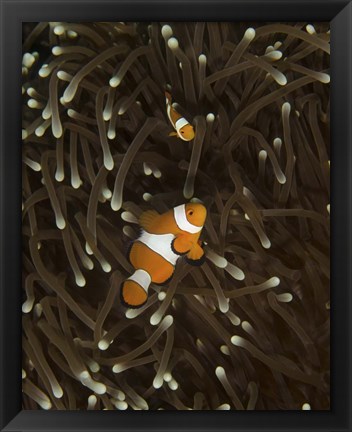 Framed Pair of Anemonefish, Manado, Indonesia Print