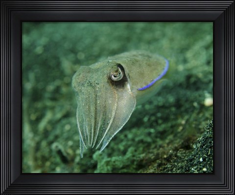 Framed Golden Cuttlefish, Lembeh Strait, Indonesia Print