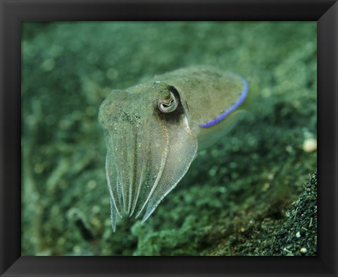 Framed Golden Cuttlefish, Lembeh Strait, Indonesia Print