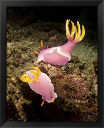 Framed Pair of pink Nudibranchs, Lembeh Strait, Indonesia Print