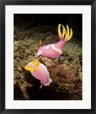 Framed Pair of pink Nudibranchs, Lembeh Strait, Indonesia Print