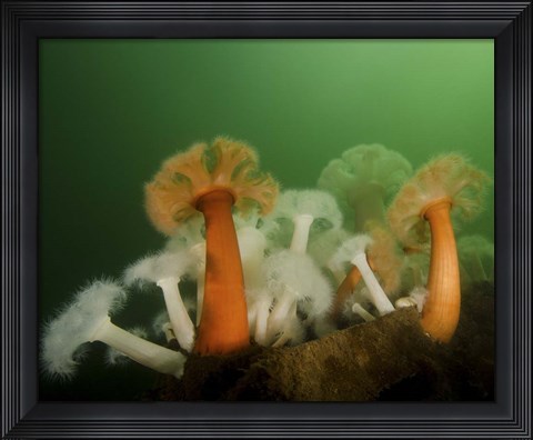 Framed Plumose Anemone in Puget Sound in Seattle Print