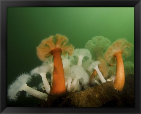 Framed Plumose Anemone in Puget Sound in Seattle Print