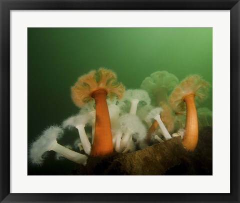 Framed Plumose Anemone in Puget Sound in Seattle Print