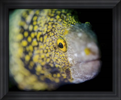 Framed Snowflake Moray Eel in Costa Rica Print