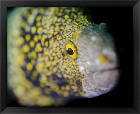 Framed Snowflake Moray Eel in Costa Rica Print