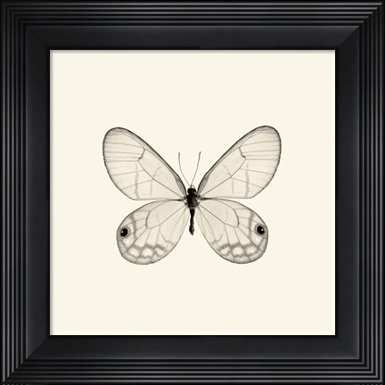Framed Butterfly I Print