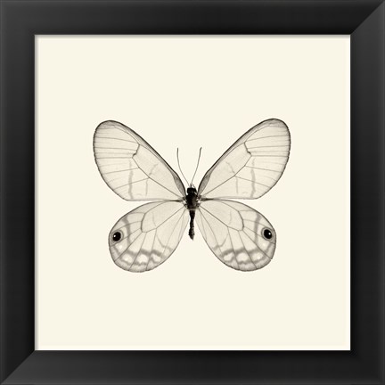 Framed Butterfly I Print