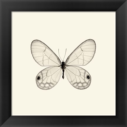 Framed Butterfly I Print