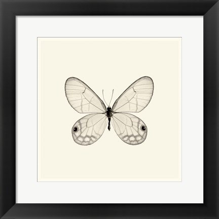 Framed Butterfly I Print