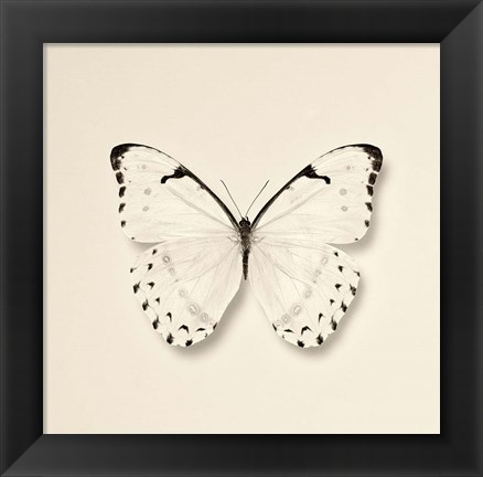 Framed Butterfly II Print