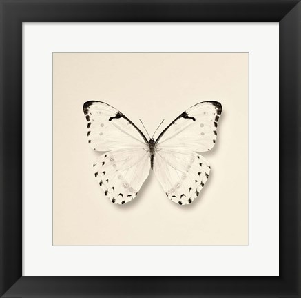 Framed Butterfly II Print