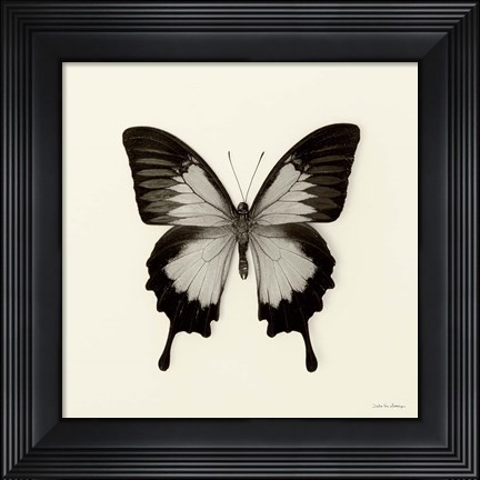 Framed Butterfly III Print