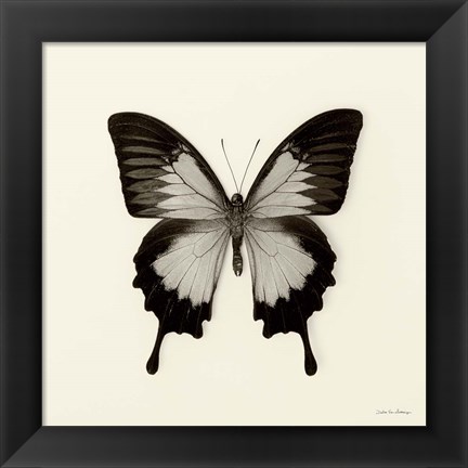 Framed Butterfly III Print