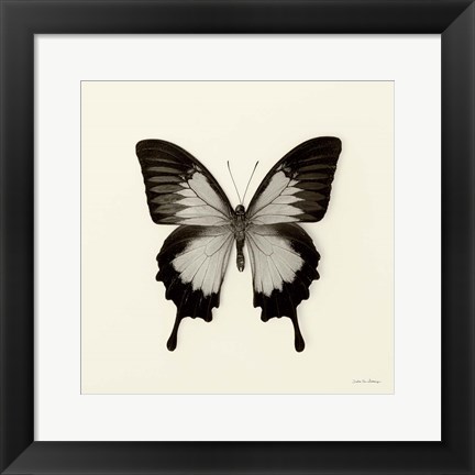 Framed Butterfly III Print