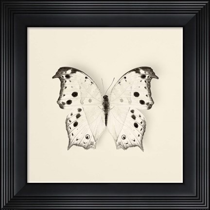Framed Butterfly IV Print