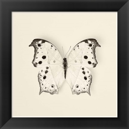 Framed Butterfly IV Print