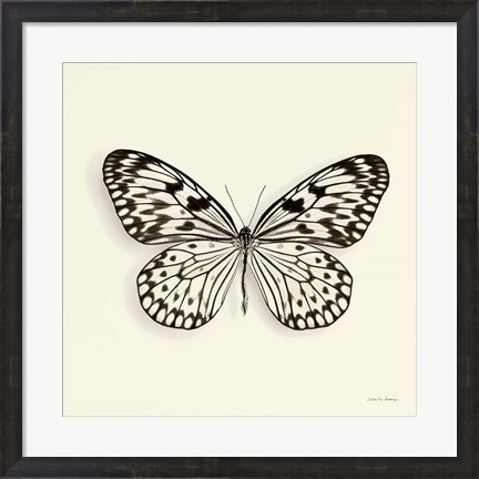 Framed Butterfly V Print