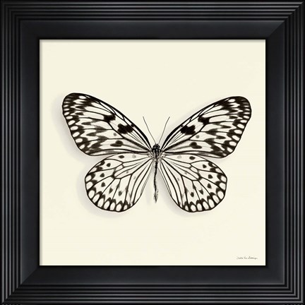 Framed Butterfly V Print