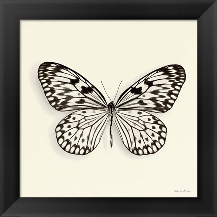 Framed Butterfly V Print