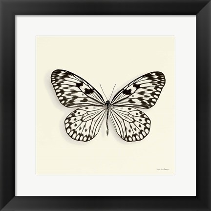 Framed Butterfly V Print