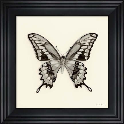 Framed Butterfly VI Print