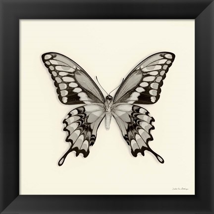 Framed Butterfly VI Print