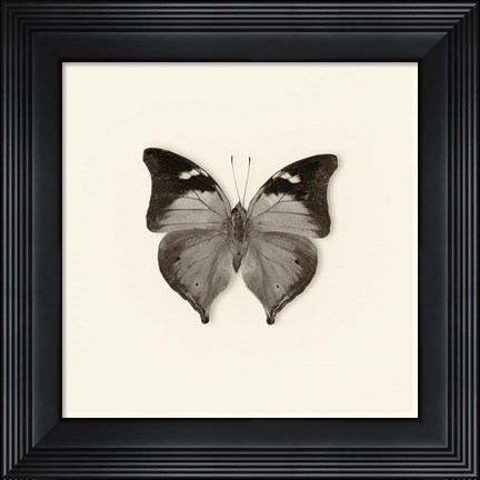 Framed Butterfly VII Print