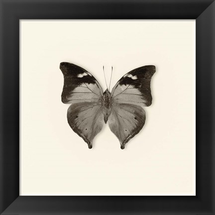 Framed Butterfly VII Print