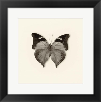 Framed Butterfly VII Print