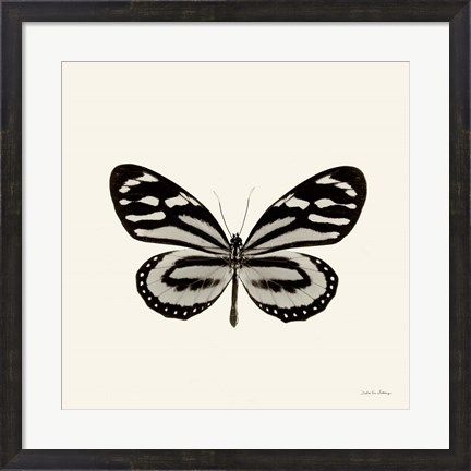 Framed Butterfly VIII Print