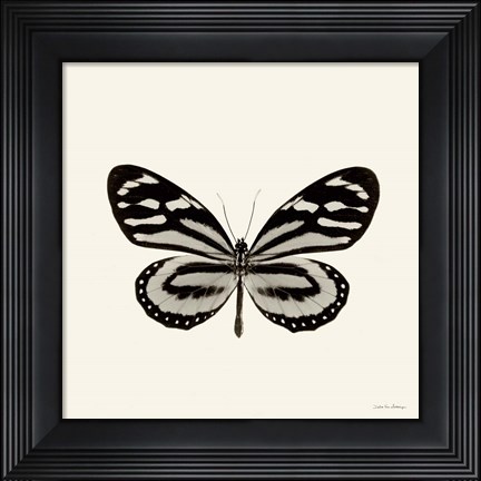 Framed Butterfly VIII Print