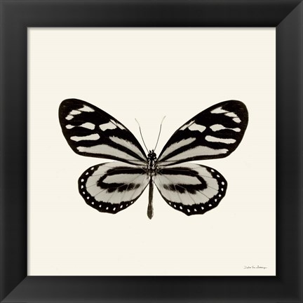 Framed Butterfly VIII Print