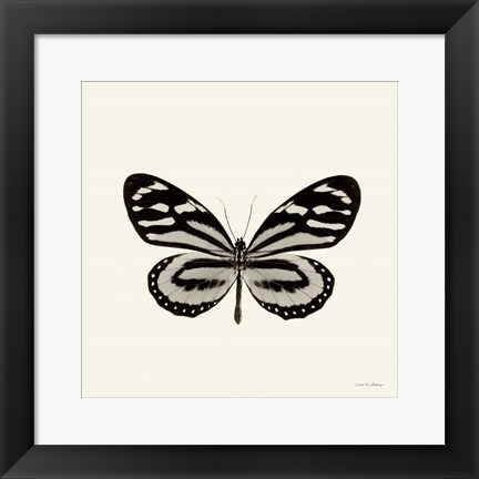 Framed Butterfly VIII Print