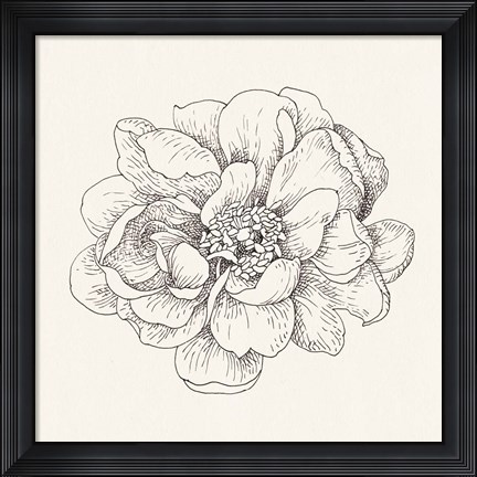 Framed Pen and Ink Florals IV Print