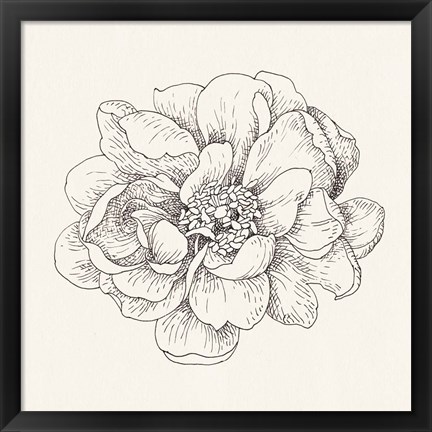 Framed Pen and Ink Florals IV Print