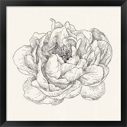 Framed Pen and Ink Florals V Print