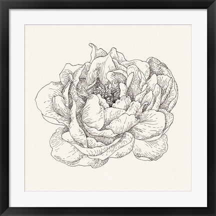 Framed Pen and Ink Florals V Print