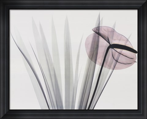 Framed Flamingo Print