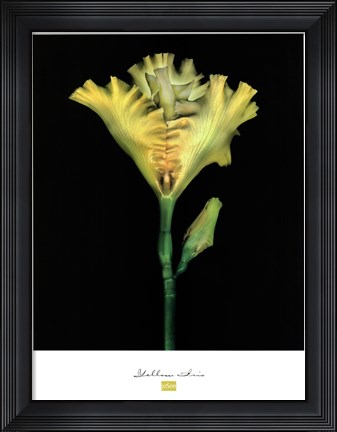 Framed Yellow Iris Print