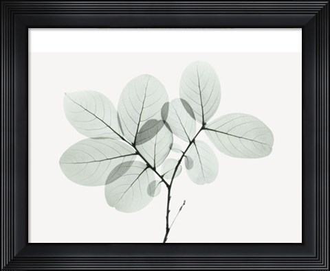 Framed Myrtle Tree Print