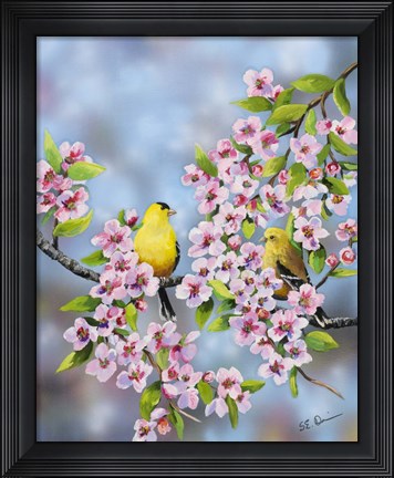 Framed Finches In Cherry Tree Print
