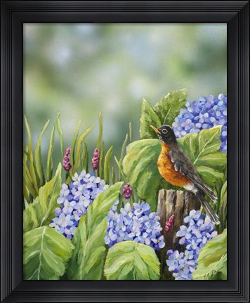 Framed Robin With Hydrangeas Print