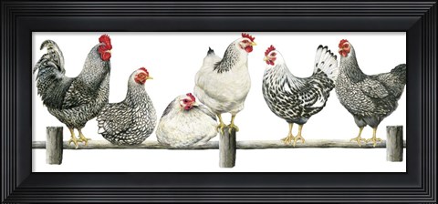 Framed Hens, White Background Print