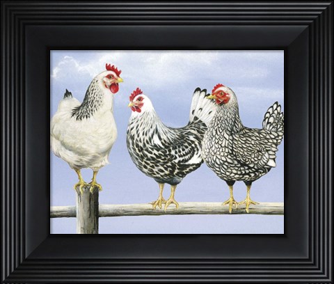 Framed Three Black &amp; White Hens Print