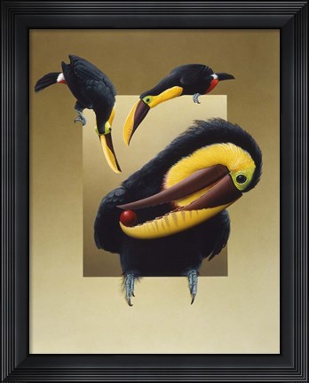 Framed Chestnut-Mandibled Toucans Print
